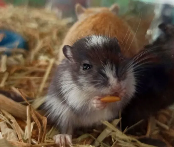Esquilo da mongolia// gerbil // hamster// filhotes 