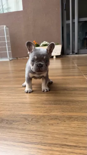 Casal de Bulldog 
