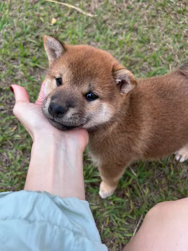 Filhote Shiba Inu