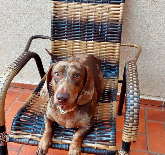 Cofap arlequim standard disponível para cruza 