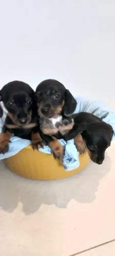 Filhotes de Dachshund 