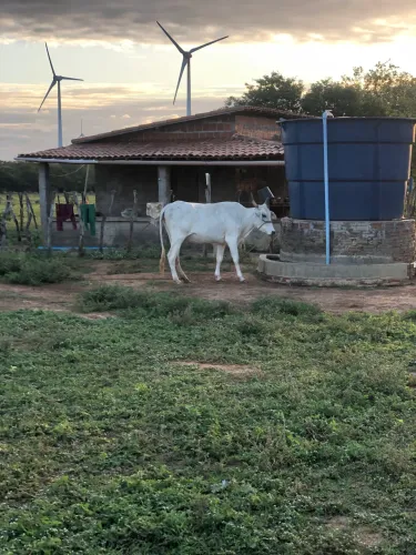 Vaca amojada
