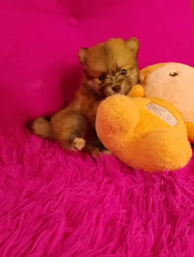 Lulu da Pomerânia Fêmea