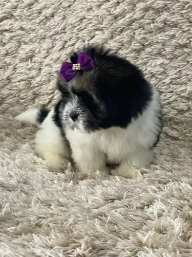 Filhotes de shih tzu puros 