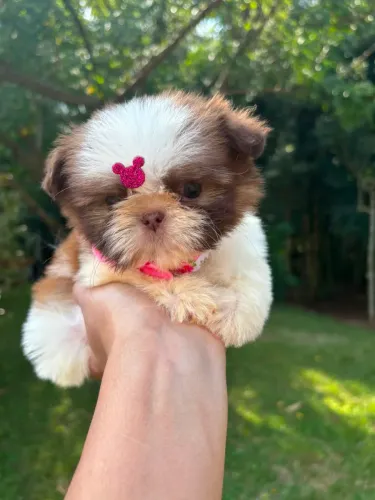 Shih tzu Micro