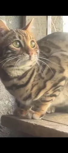 Gato bengal macho inteiro