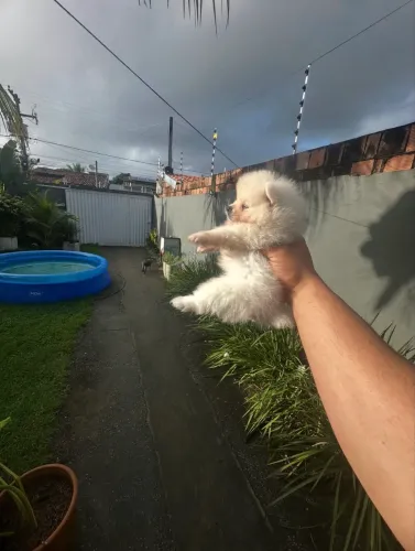 Spitz Alemão tamanho anão padrão ursinho