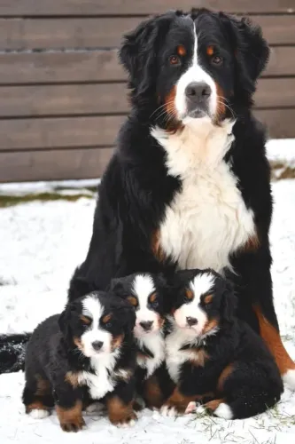 Filhote de Bernese mountain um futuro gigante repleto de amor