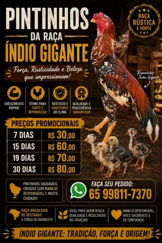 ? Pintinhos Índio Gigante Disponíveis!