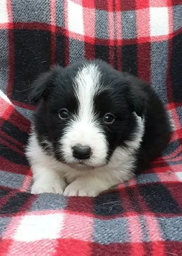 Filhotes de Border Collie | Pet com espírito alegre.