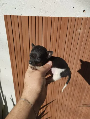 Pinscher macho zero micro