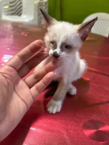 Doação de gatinho