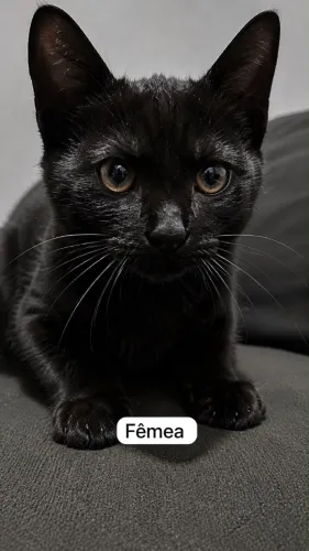 Gatinhos filhotes 