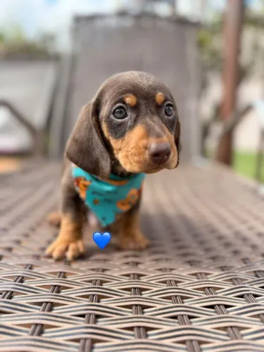 Dachshund macho chocolate