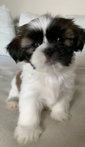 Shih Tzu Um pet que merece um lar especial