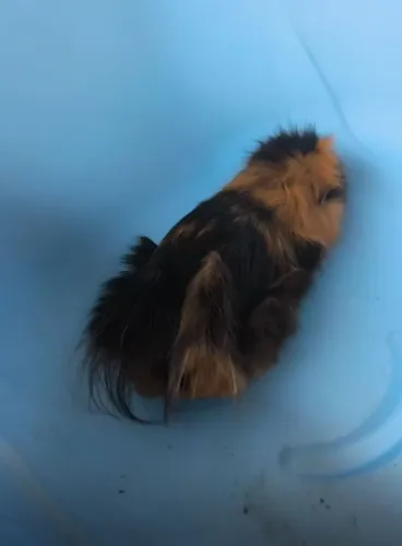 Porquinho da índia raça abissino