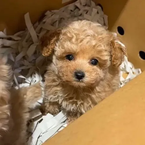 Poodle macho porte pequeno para apartamento