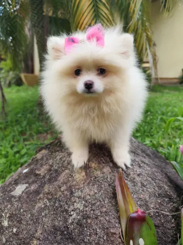 Lulu da Pomerânia fêmea filhote 
