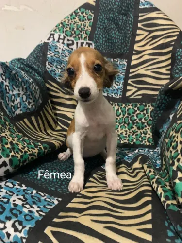 Doações De Pets