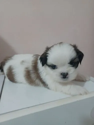 Filhotes Shih Tzu disponíveis para venda.