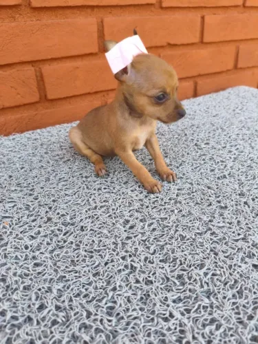 Filhotes de pinscher lindos e saudáveis