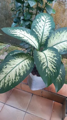 Vendo uma planta comigo ninguém pode