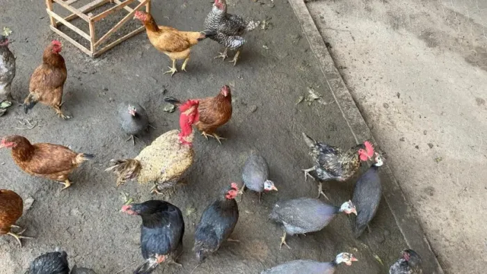 VENDO GALINHAS E ANGOLAS