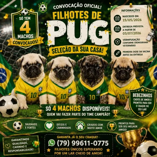 EXCLUSIVOS FILHOTES DE PUG DISPONÍVEIS ?