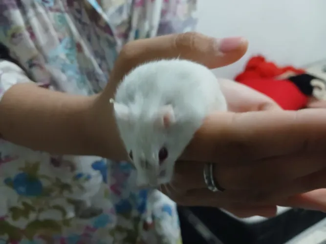 HAMSTER ANÃO RUSSO ALBINOS