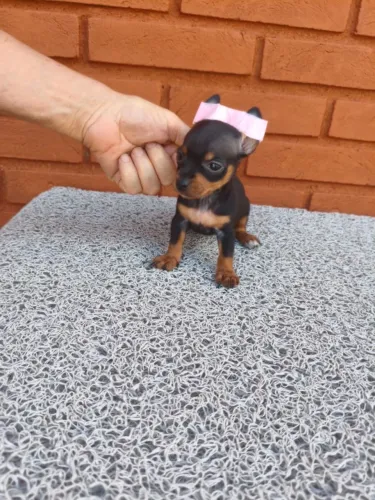 Pinscher mini ideais para companhia