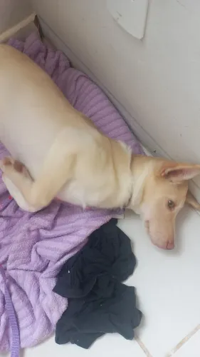 Tenho uma Gold com mistura de labrador pra doar linda filhote estou doando