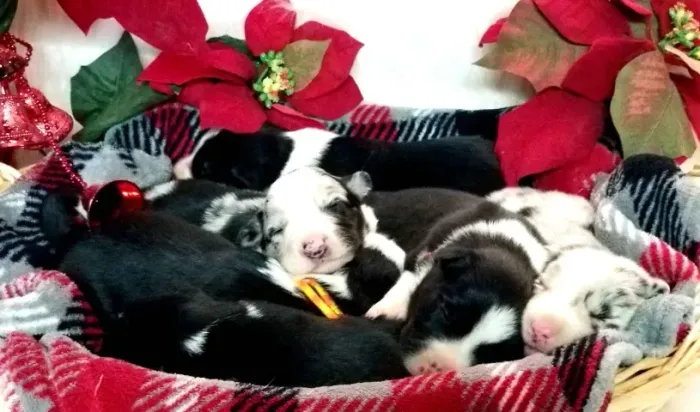 Filhotes de Border Collie | Pronto para te acompanhar.