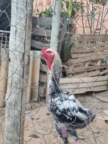 Frango 