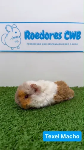 Porquinhos várias cores (Roedores CWB)