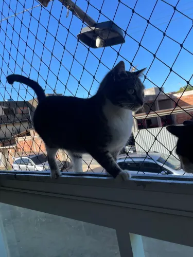 Gata castrada