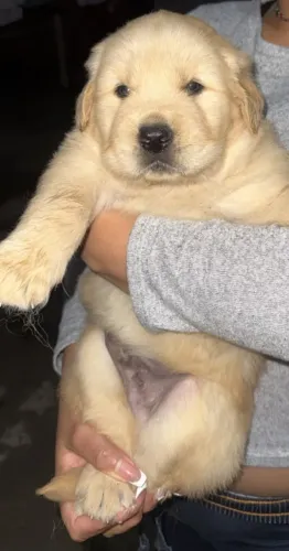 Cachorro Golden Retriever