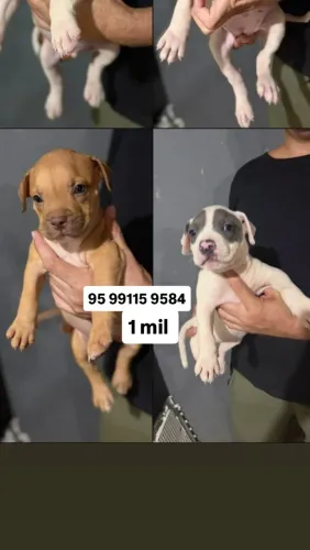 Vende se filhote de Pitmonster