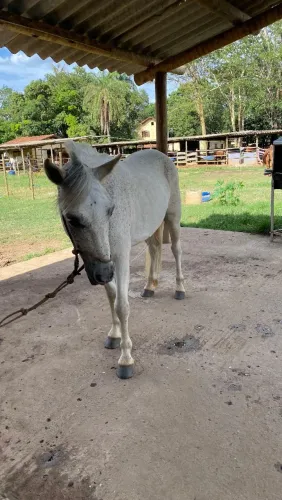 Cavalo e charrete e areios