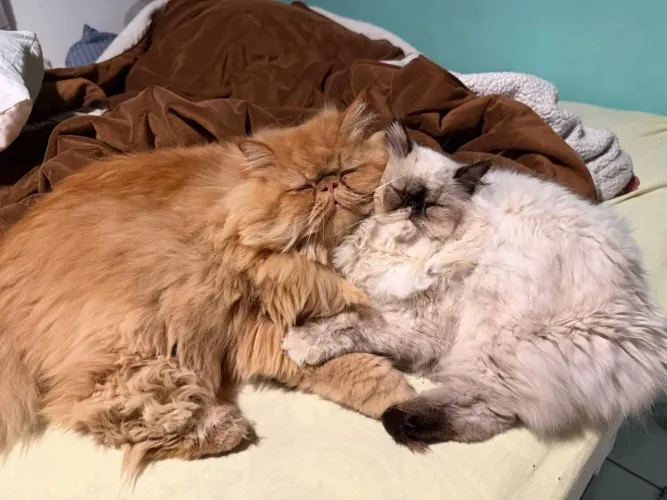 GATA PERSA PROCURA UM NAMORADO