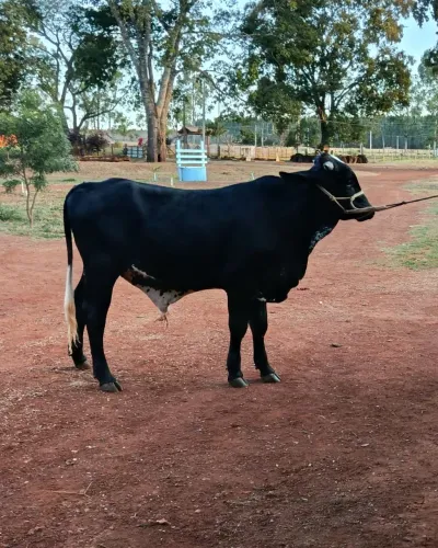 Vendo Tourinho