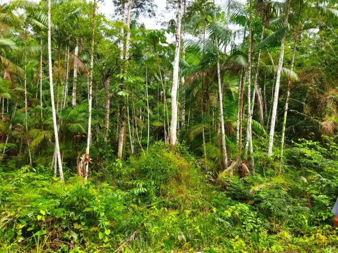 Vendo excelente terreno em Bujarú