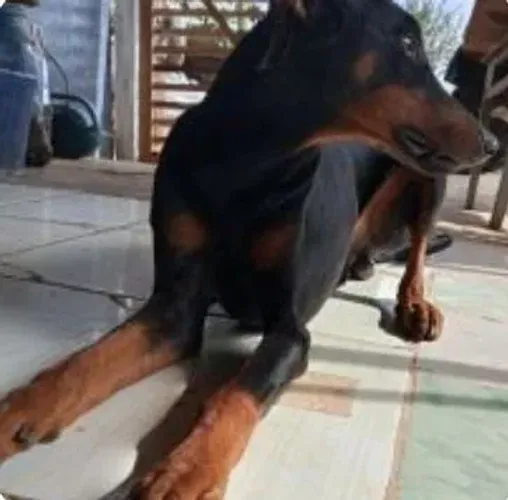 Doberman macho linhagem pura