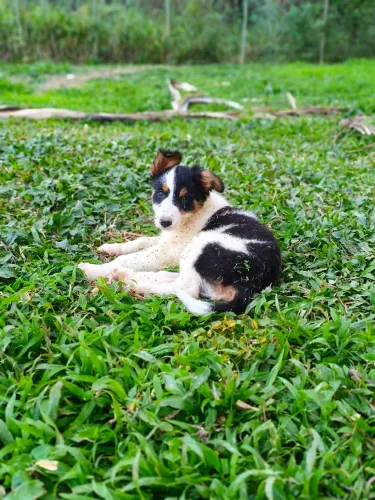 Filhote de Border Collie 