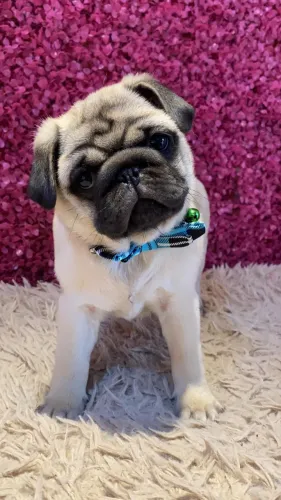 Pug,Pug Filhote de Linhagem Diferenciada e Personalidade Cativante