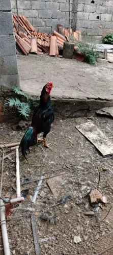 Vendo galo índio