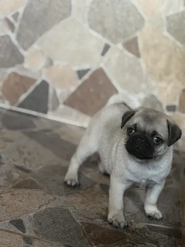 Pug macho 