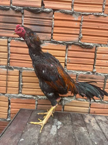 Frango indianos