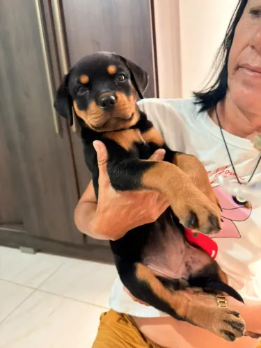 Rottweiler filhote