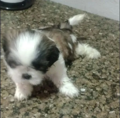 Vendo lindo filhote macho de shytzu 