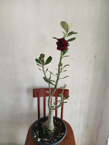 Rosa do deserto 